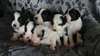 chiots Border collie - photo 1