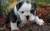 très beau chiots bouledogue - photo 1