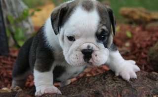 très beau chiots bouledogue