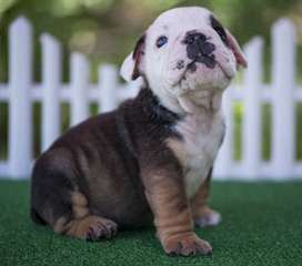 très beau chiots bouledogue