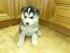Husky Siberien Chiots - photo 1