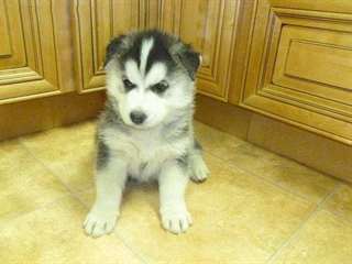 Husky Siberien Chiots