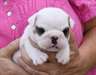 Chiots Bouledogue - photo 1