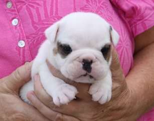 Chiots Bouledogue