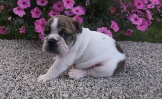 chiots bouledogue