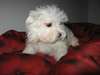 Chiot type Bichons maltais a donné agé de 3 mois - photo 1