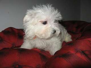 Chiot type Bichons maltais a donné agé de 3 mois