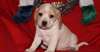 jolie chiot berge  pour adoption - photo 1