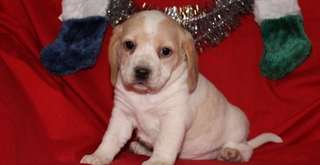 jolie chiot berge  pour adoption
