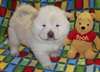 jolie chiot chow chow  pour adoption - photo 1