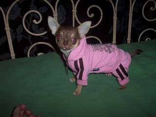 magnifiques chiots chihuhuas choco/tan