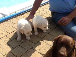 Chiots labrador