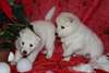 Chiots de race berger blanc suisse - photo 1
