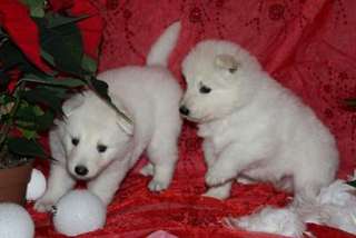 Chiots de race berger blanc suisse