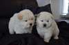 Superbes chiots Chow-Chow - photo 1