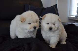 Superbes chiots Chow-Chow
