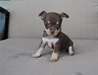 chiots type chihuahua chocolat - photo 1