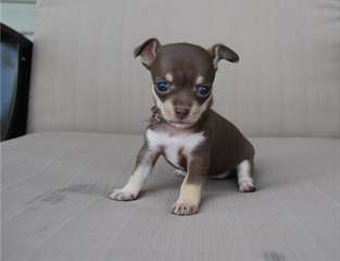 chiots type chihuahua chocolat