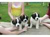 Saint Bernard chiots à vendre - photo 1