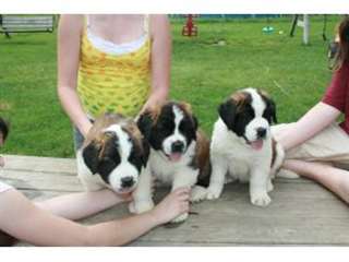 Saint Bernard chiots à vendre