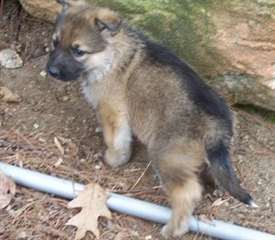 Deux chiots doux de berger allemand Male &amp; femelle