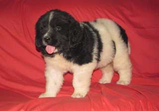 Deux chiots doux Newfoundland Male &amp; femelle