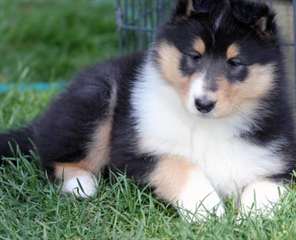 Deux chiots doux Male &amp; femelle Border Collie