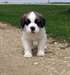 jolie chiots doux Male &amp; femelle saint bernard - photo 1