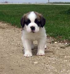jolie chiots doux Male &amp; femelle saint bernard