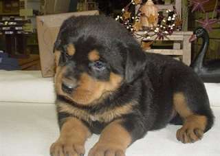 Deux chiots doux Rottweiler Male &amp; femelle