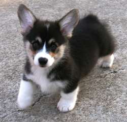 Deux chiots Welsh Corgi de doux Pemborke Male &amp; fe