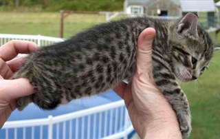 chatons savane à vendre