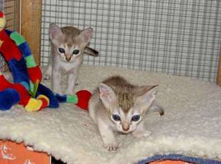 chatons de Singapura &#224; vendre