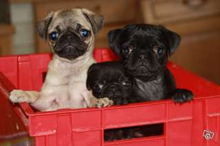 SUPREBES CHIOTS CARLIN