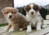 Magnifiques chiots berger australien disponible - photo 1