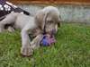 Magnifiques chiots braque de weimar disponible - photo 1