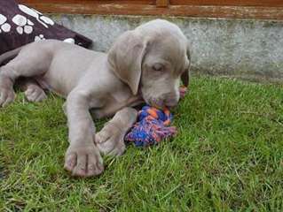 Magnifiques chiots braque de weimar disponible