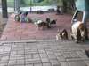Chiots Basset Hound &#224; vendre - photo 1