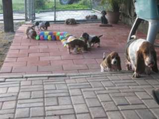 Chiots Basset Hound &#224; vendre