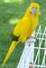 conure dorée des oiseaux à vendre, (vaccinés, anim - photo 1