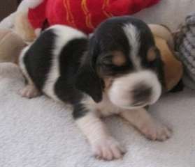 mignon Basset Hound chiots m&#226;les et femelles