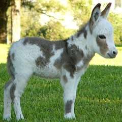 Disponibles la vente adorable ânes miniatures, (v