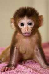 Disponibles la vente adorable Macaque rh&#233;sus, (vac