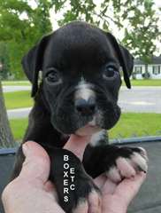 good looking chiots Boxer