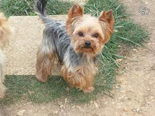 A donner Mignone yorkshire femelle