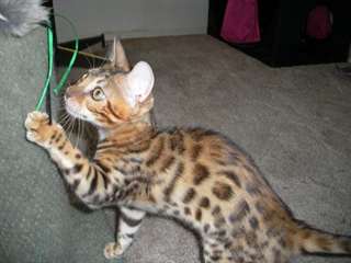 Chatons bengal m&#226;les et femelle disponibles LOOF