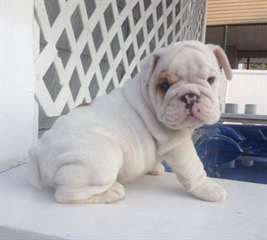 anglais de bouledogue