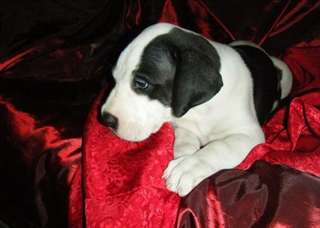 Pur Race Great Dane chiots &#224; vendre