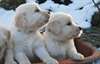 Gratuit à la bonne maison de Golden Retriever - photo 2