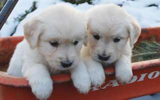 Gratuit à la bonne maison de Golden Retriever